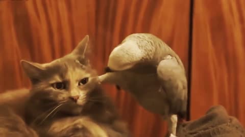 Funny Parrots Annoying Cats Compilation 😿🦜 Cute Parrot Videos