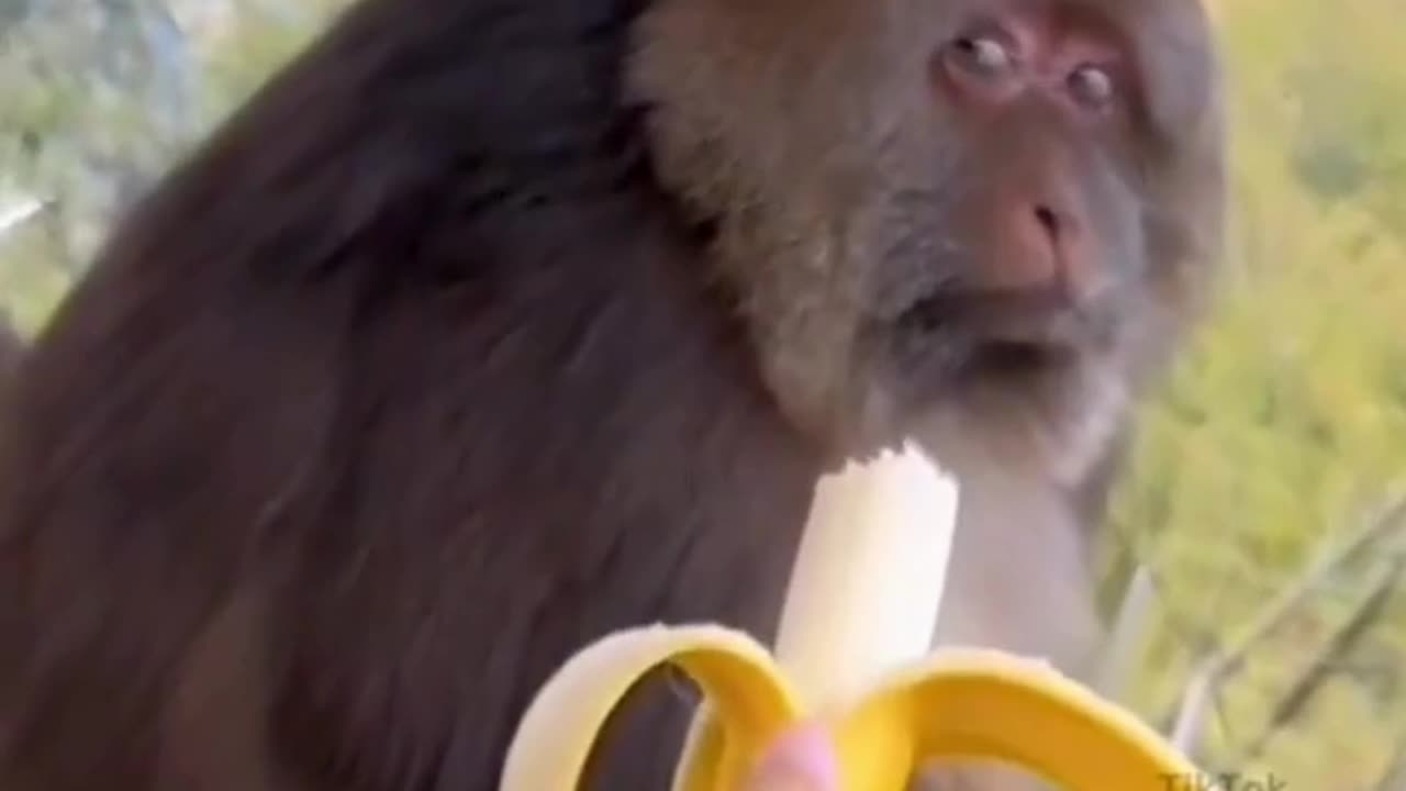 Monkey Business: Half a Banana, Really? 🍌👀🐒😆🤷‍♂️👌