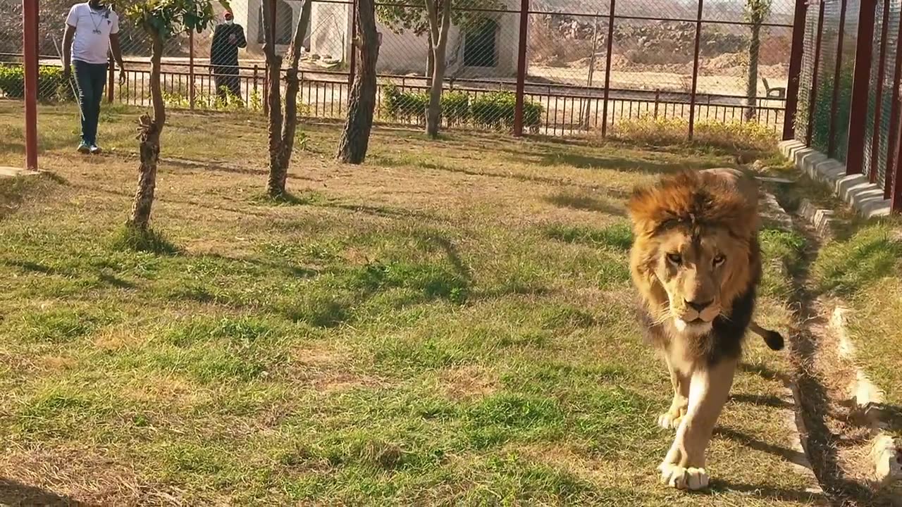 How To Tame Wild Bengal Tiger & Tiger Listen Tiger ROAR....