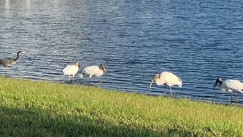 Wood Stork discovery Lake Greer: 10-20-2024