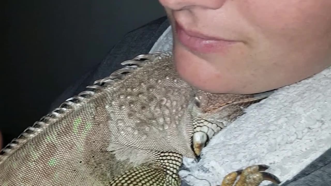 Green Iguana Sneezes In His Sleep!