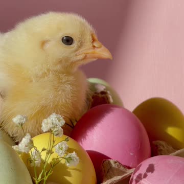 A beautiful bird / عصفور جميل