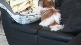 funny dog ​​thinks he's an expert jumper ninja