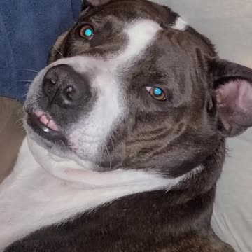 Foolish dog likes to show off his silly smile