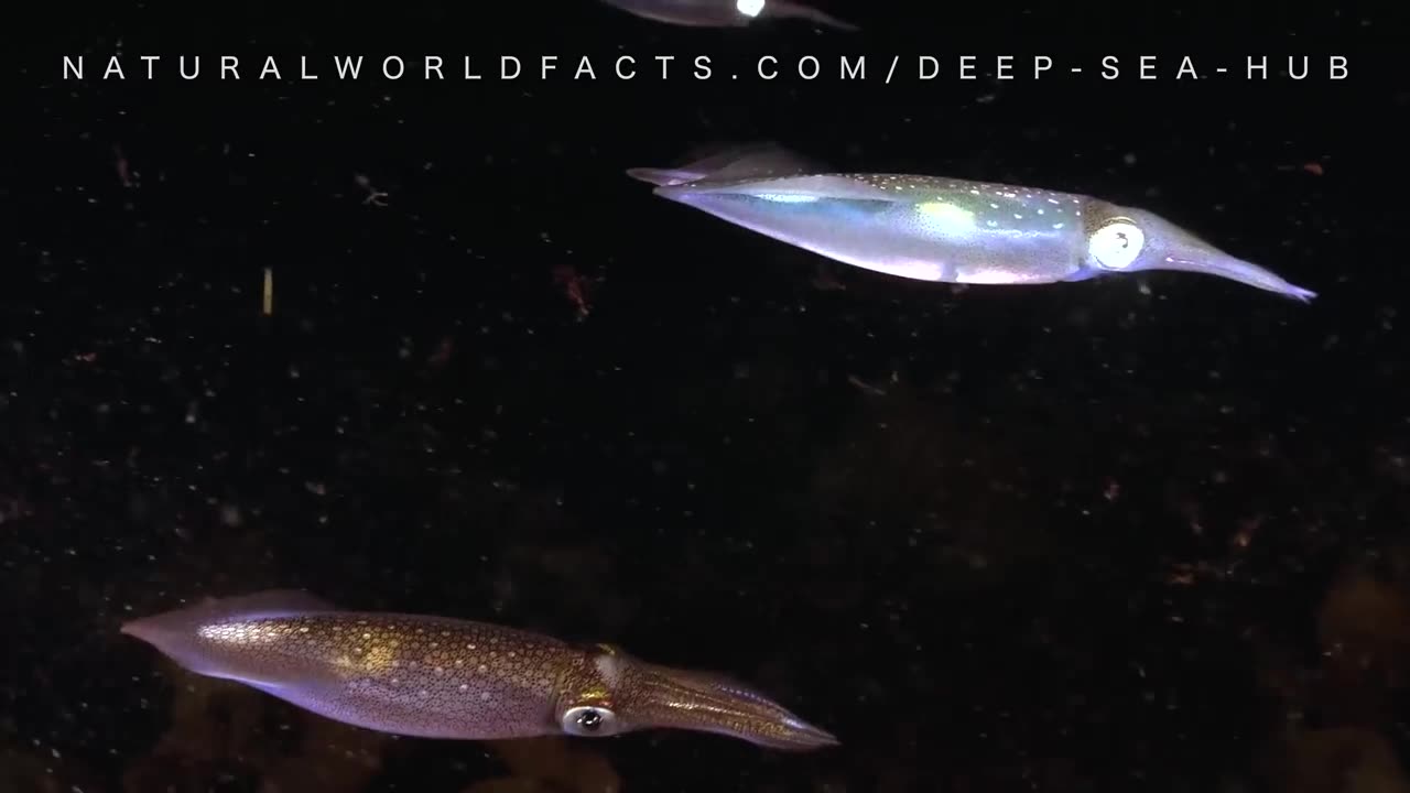 The Alien World of Deep Sea Molluscs