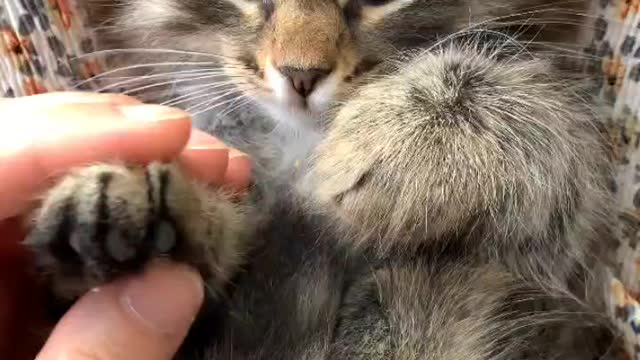 A Person Massaging the Paws of a Kitten