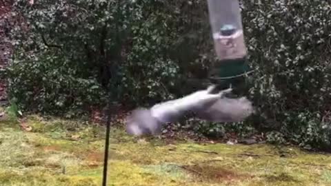 Squirrel goes a spin