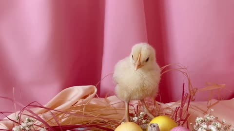 a-chick-and-easter-eggs-in-a-nest