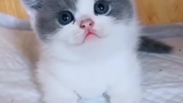 Cute little cat looks so innocent