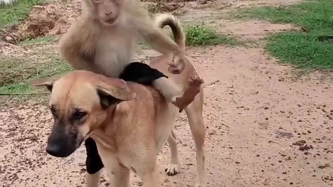 Dog lover monkey 🐒 funny video 😃