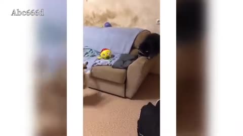 Funny Animals