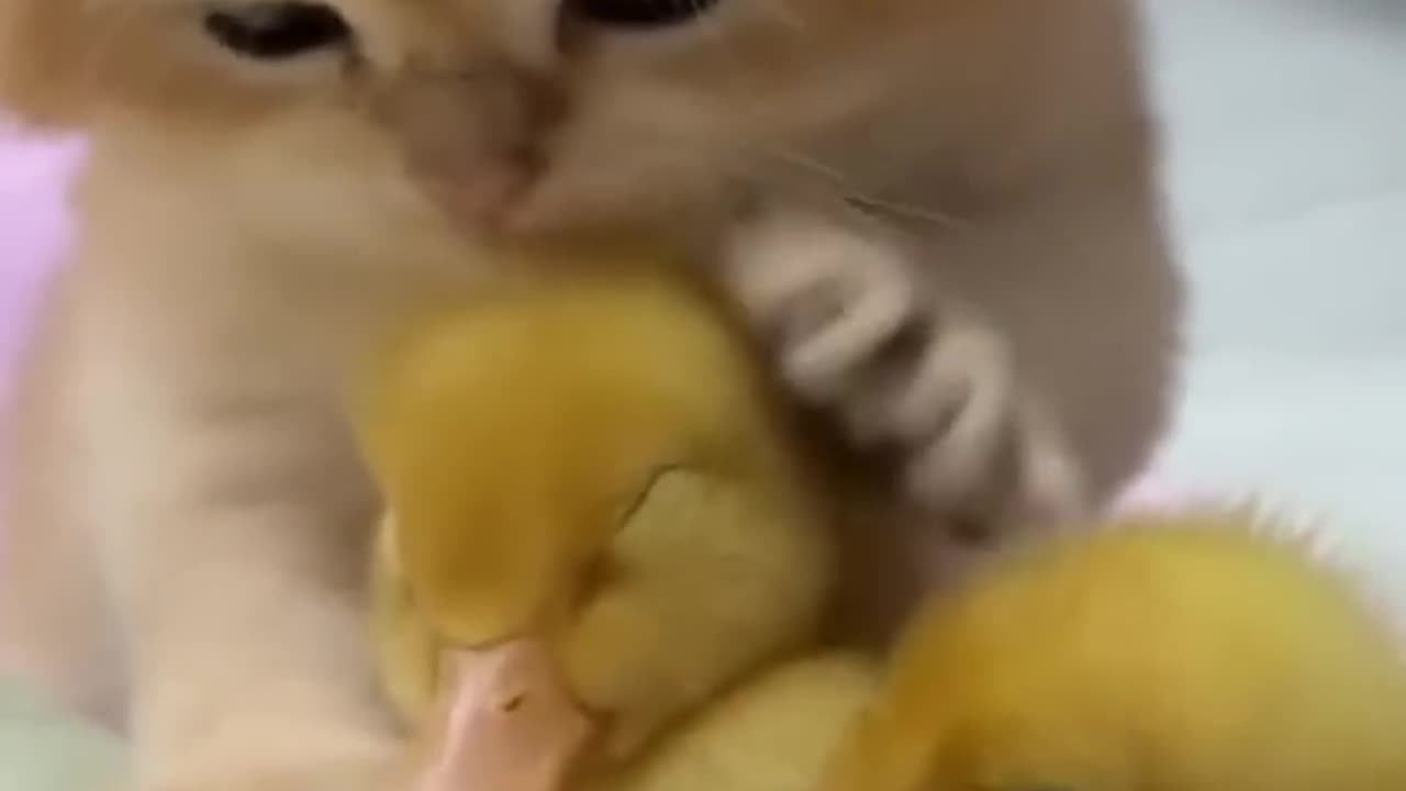 Kitten and duck !!!