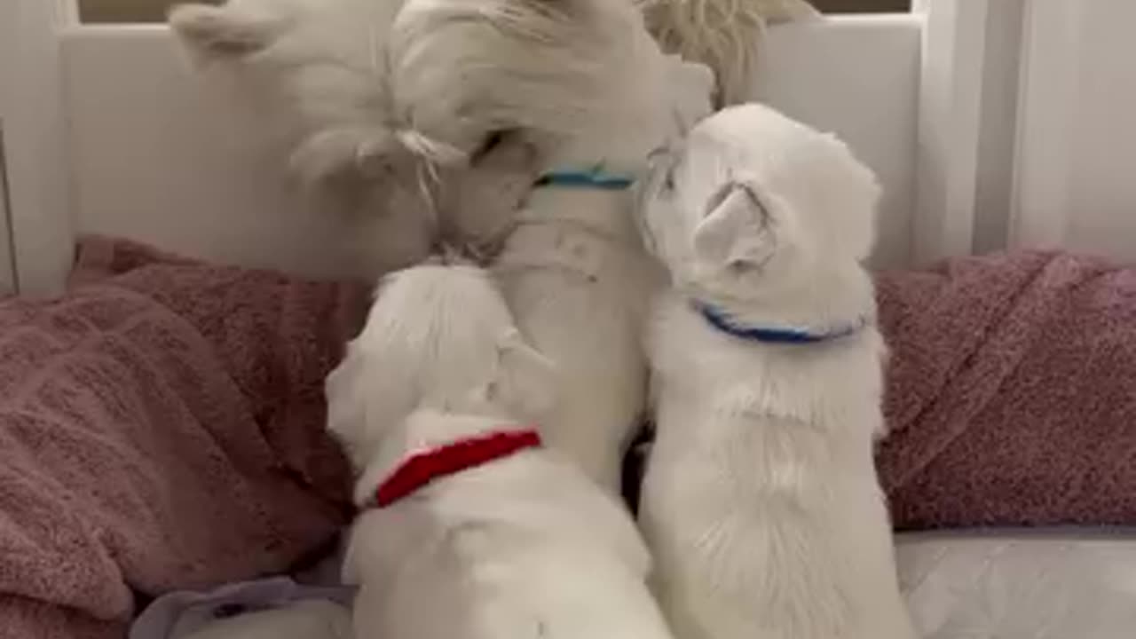 Funniest Dogs on Rumble – Watch These Viral Dog Moments and Laugh Out Loud! 🐕🤣
