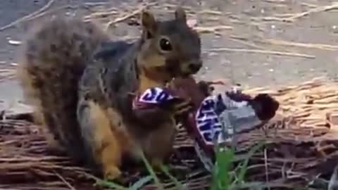 Watch This Squirrel Eat Snickers Like A Pro