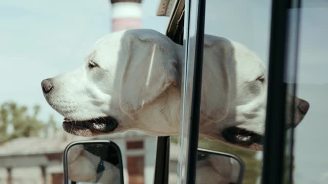 Car sickness Golden Retriever