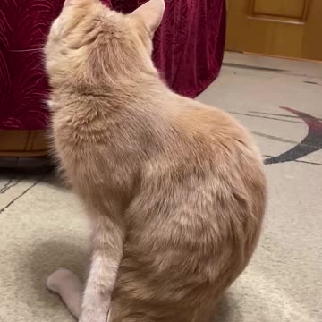 I can't live without you