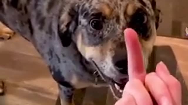 Dog reaction for putting finger in her middle of the face