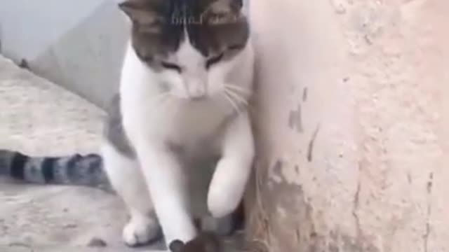 Funny Rat Outsmarts Cat