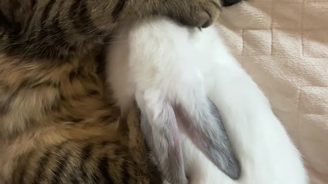 A cat and cute rabbit sleeping Underneath The Bed Sheet😍😘