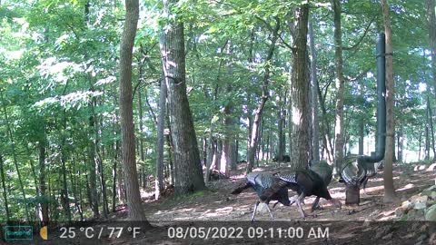 The Woods – 08/05/2022