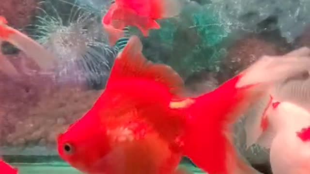 beautiful fish