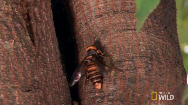 The World's Biggest Wasp | Bite, Sting, Kill