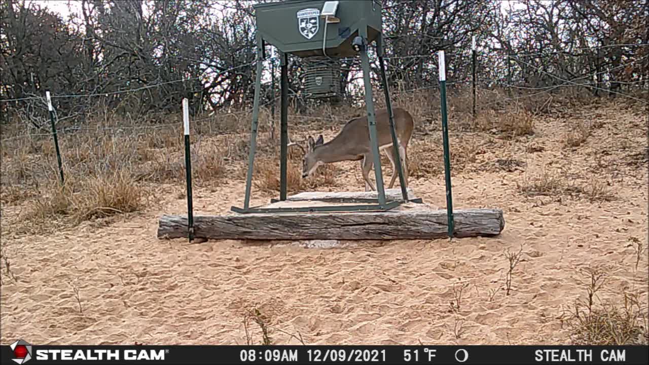 12-08-21 to 12-24-21 Game Cam