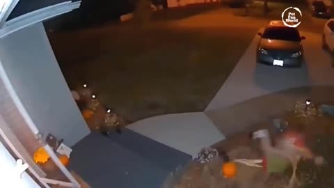 Funniest Animals New Funny Cats and Dogs Videos - Ep.20