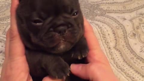 French Bulldong Puppy Belly Rub