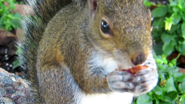 A squirrel is eating a meal