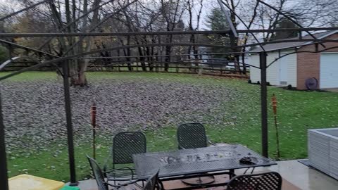 Two Deer In My Yard