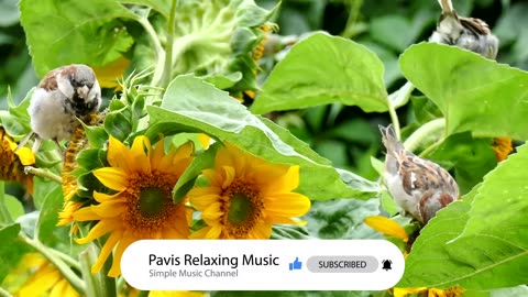 Music] The Birds Chirping |