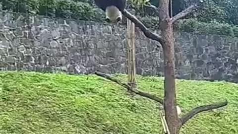 Try not to laugh funny animals #shorts