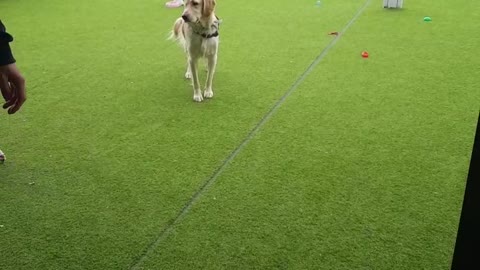 Dog schools in Korea