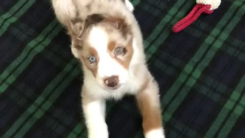 Aussie JuanCarlos discovers he can bark