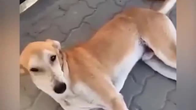 There should be a limit to how much fun a dog can have😅😅