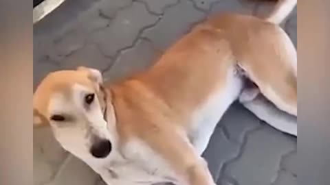 There should be a limit to how much fun a dog can have😅😅