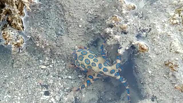 Blue Ringed Octopus Beautiful Colors Change Quickly