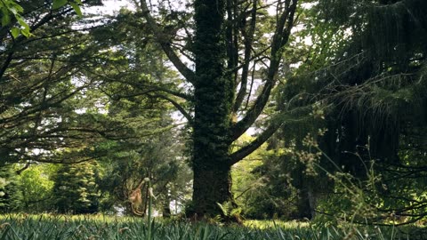 Very beautiful green trees and sitting place for birds