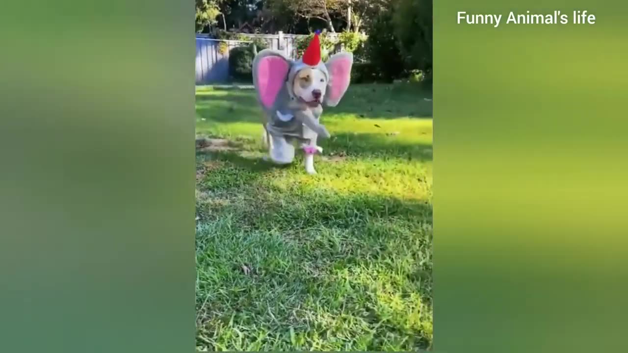 Funny Videos compilation
