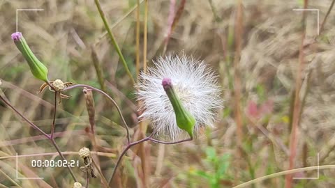 Dry flower