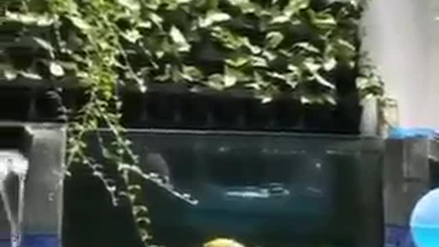 koi fish pond