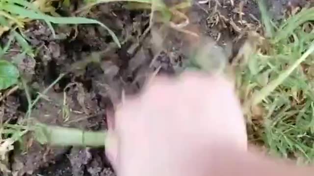 Heart Medicine DANDELION