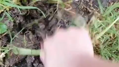 Heart Medicine DANDELION