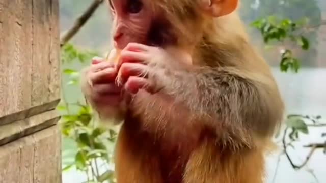 Monkey cute baby video