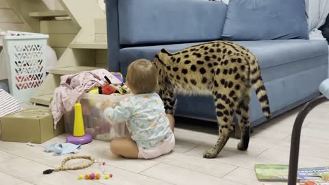 SERVAL ENTERTAINS A CHILD Maine Coon takes revenge on Melissa