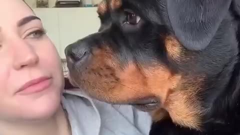 I saw this trend ,how my dog ​​would react 😂 ❤️ #Shorts #rottweiler