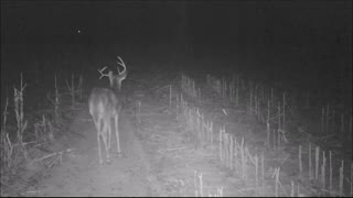 Christmas Eve 2021, Foggy Night Brings Out Odd Buck!