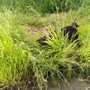 In the road whit my dog