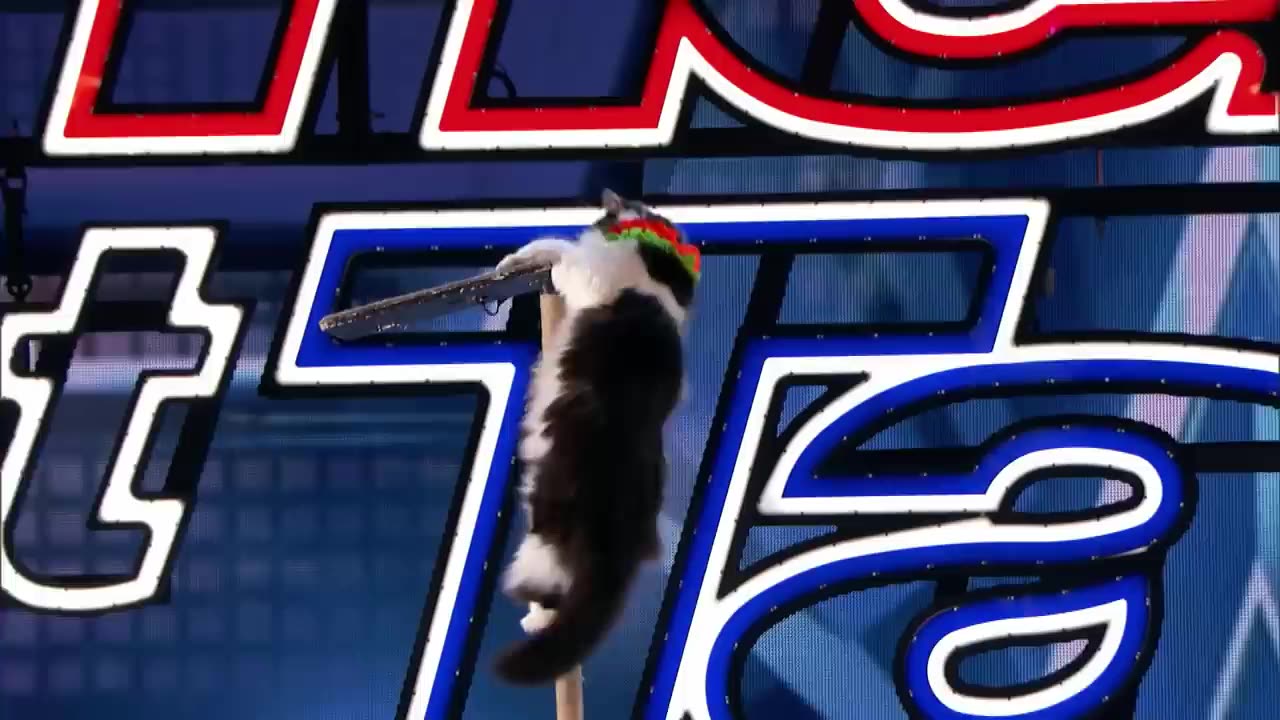 The Savitsky Cats_ Super Trained Cats Perform Exciting Routine - America's Got Talent 2018